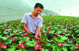 科技賦能特色農(nóng)業(yè) 技術(shù)開發(fā)助力農(nóng)民增收致富